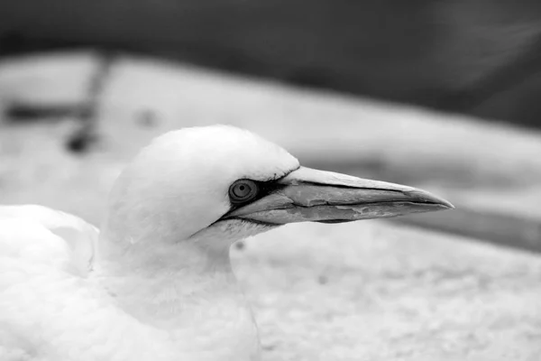 Gannets Animali Nero Bianco Carta Parati Uccelli Volanti Sfondo Incredibile — Foto Stock
