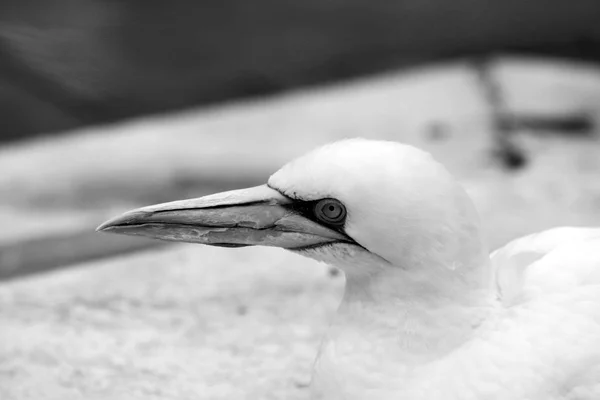 Gannets Animali Nero Bianco Carta Parati Uccelli Volanti Sfondo Incredibile — Foto Stock