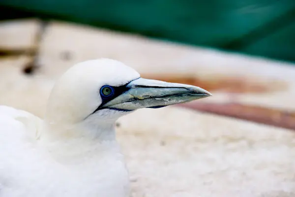 Gannets Animales Negro Blanco Fondo Pantalla Aves Voladoras Fondo Increíble —  Fotos de Stock