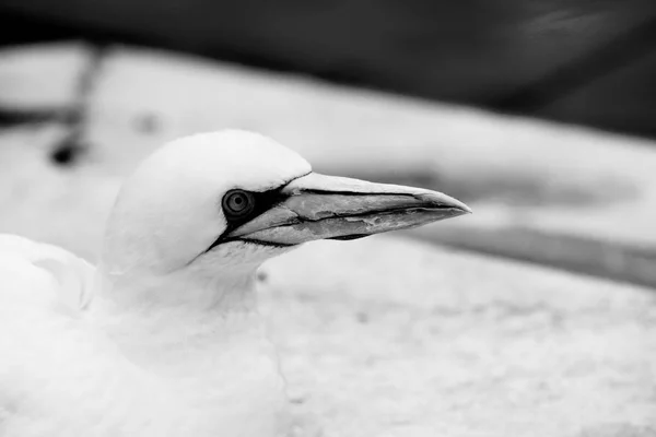 Gannets Animali Nero Bianco Carta Parati Uccelli Volanti Sfondo Incredibile — Foto Stock