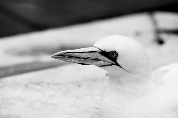 Gannets Animali Nero Bianco Carta Parati Uccelli Volanti Sfondo Incredibile — Foto Stock