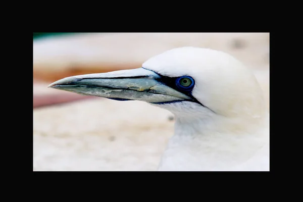 Gannets Animales Negro Blanco Fondo Pantalla Aves Voladoras Fondo Increíble —  Fotos de Stock