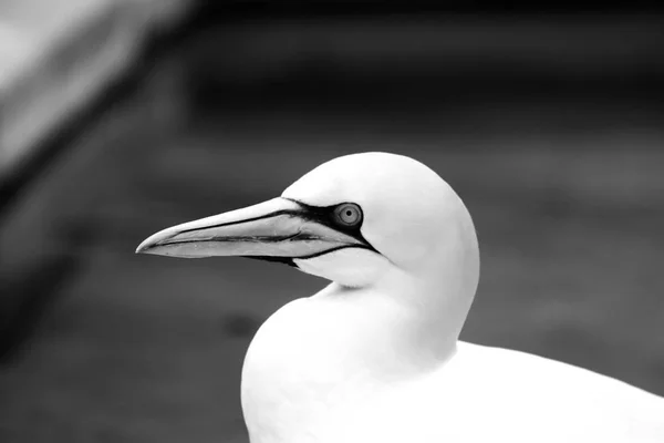 Gannets Animali Nero Bianco Carta Parati Uccelli Volanti Sfondo Incredibile — Foto Stock