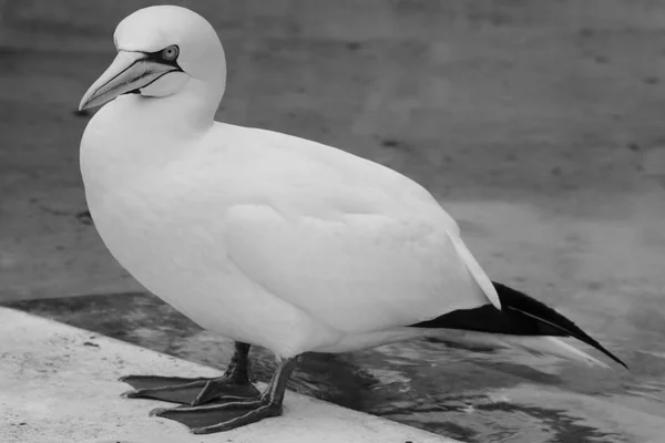 Gannets Животные Белые Обои Летающие Птицы Зоопарк Дикой Природы — стоковое фото