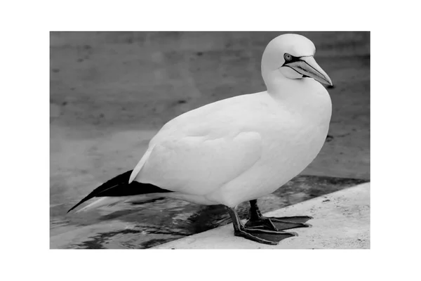 Grunty Komunalne Zwierząt Białe Tapety Latający Ptak Zoo Zwierzęta Ptak — Zdjęcie stockowe