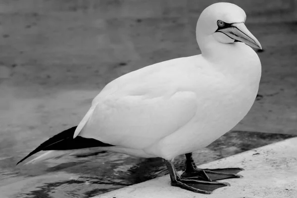 Gannets Животные Белые Обои Летающие Птицы Зоопарк Дикой Природы — стоковое фото