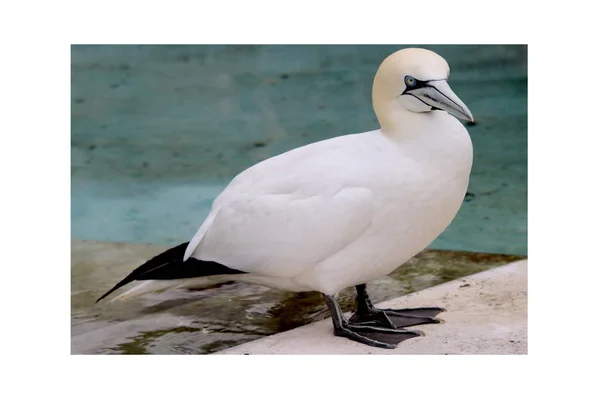 Gannets Animali Carta Parati Bianca Uccelli Volanti Zoo Fauna Selvatica — Foto Stock