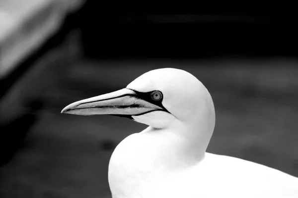 Gannets Animali Carta Parati Bianca Uccelli Volanti Zoo Fauna Selvatica — Foto Stock