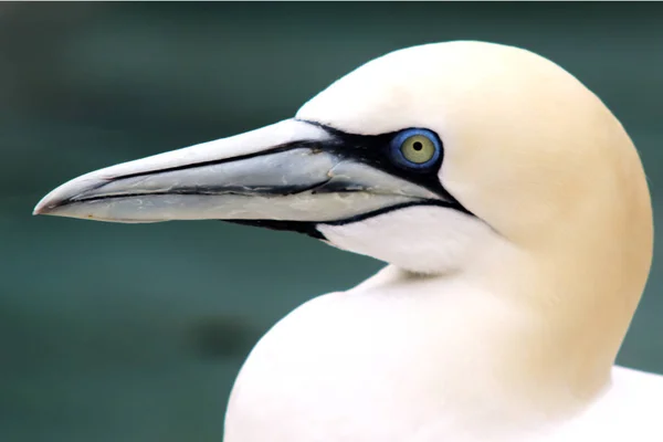 Basstölpel Tiere Weiße Tapete Fliegen Vogel Zoo Vogel Tierwelt — Stockfoto