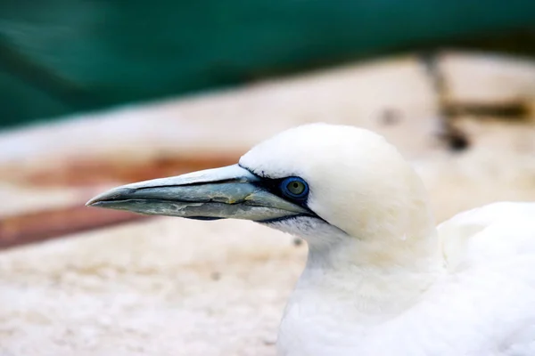 Gannets Animales Blanco Fondo Pantalla Aves Voladoras Zoológico Aves Fauna —  Fotos de Stock