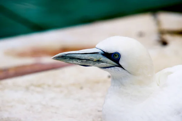 Gannets Animales Blanco Fondo Pantalla Aves Voladoras Zoológico Aves Fauna —  Fotos de Stock