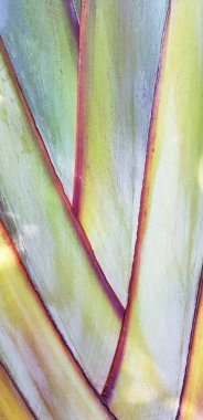 Arka plan bitki doku çok renkli doğa tam yeşil, sarı