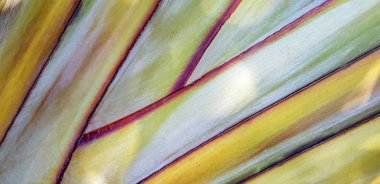 Arka plan bitki doku çok renkli doğa tam yeşil, sarı