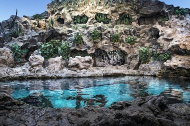 Doğa su mavi beyaz balık penguenler dağ tesisleri 