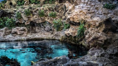 Doğa su mavi beyaz balık penguenler dağ tesisleri 