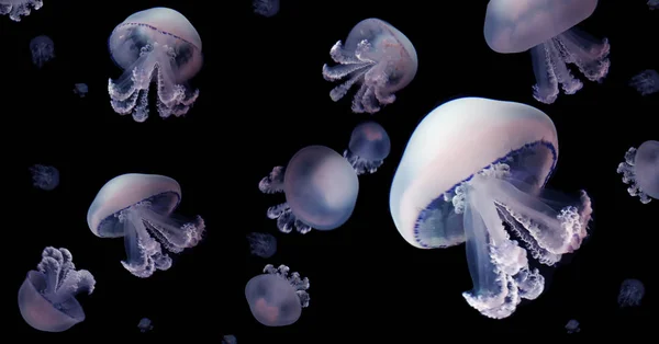 Kwallen Meduse Dierlijke Achtergrond Zwart Onderwater Mariene Fauna — Stockfoto