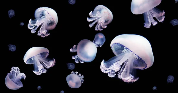 クラゲ Meduse 動物背景黒水中海洋野生動物 — ストック写真