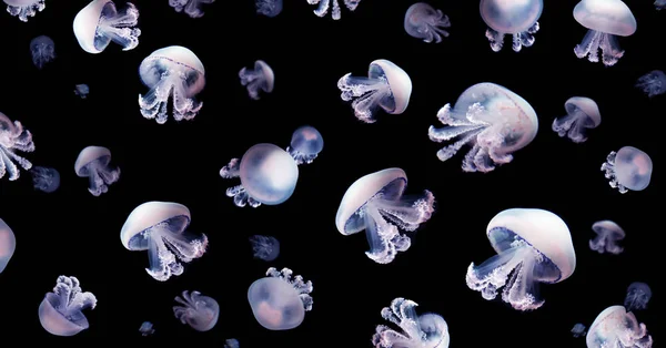 Kwallen Meduse Dierlijke Achtergrond Zwart Onderwater Mariene Fauna — Stockfoto
