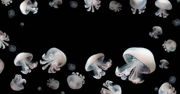 Quallen Meduse Tier Hintergrund Schwarz Unterwasser Marine Tierwelt — Stockfoto