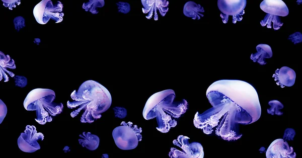 クラゲ Meduse 動物背景黒水中海洋野生動物 — ストック写真