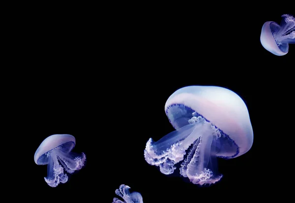 Meduzy Meduse Czarne Tło Zwierzę Fauny Morskiej — Zdjęcie stockowe