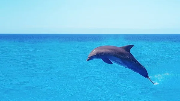 イルカ水泳 青い海雲 海洋野生動物背景にジャンプ — ストック写真