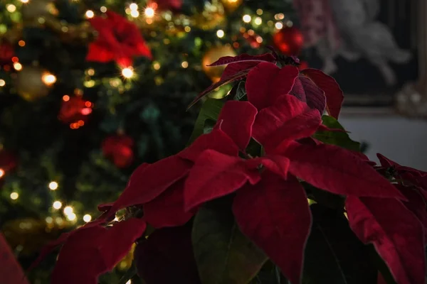 Planta Navidad Euphorbia Pulcherrima Fondo Del Árbol Navidad —  Fotos de Stock