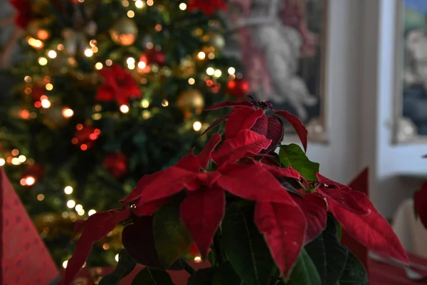 クリスマス植物 ユフォビアプルケリマ クリスマスツリーの背景 — ストック写真