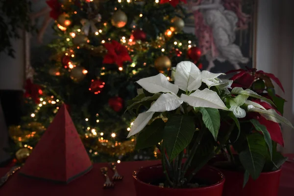 Planta Navidad Euphorbia Pulcherrima Fondo Del Árbol Navidad —  Fotos de Stock