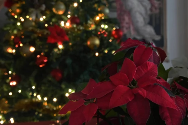 Planta Natal Euphorbia Pulcherrima Fundo Árvore Natal — Fotografia de Stock