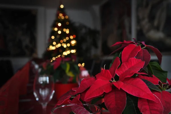 Planta Navidad Euphorbia Pulcherrima Fondo Del Árbol Navidad —  Fotos de Stock