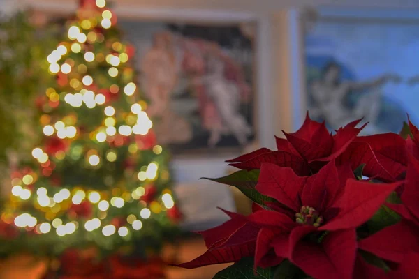 圣诞植物 欧波比亚普切里玛 圣诞树背景 — 图库照片