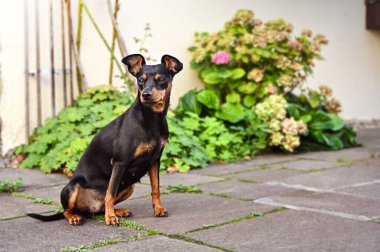 Köpek doberman cüce hayvan arkadaşı.