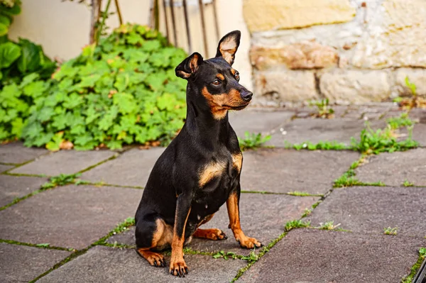 Köpek Doberman Cüce Hayvan Arkadaşı — Stok fotoğraf