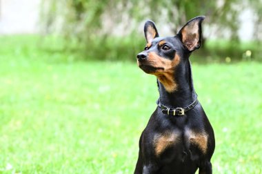 Köpek doberman cüce hayvan arkadaşı.