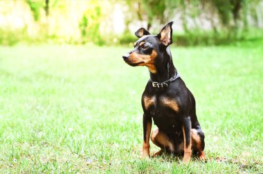 Köpek doberman cüce hayvan arkadaşı.