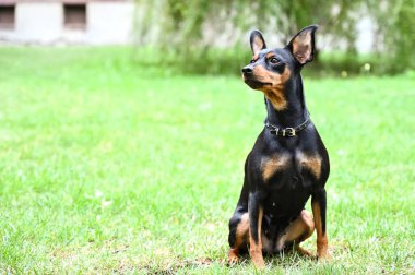 Köpek doberman cüce hayvan arkadaşı.
