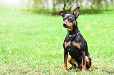 Köpek doberman cüce hayvan arkadaşı.