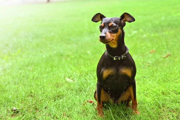 Dog Doberman Pinscher Anão Amigo Animal — Fotografia de Stock