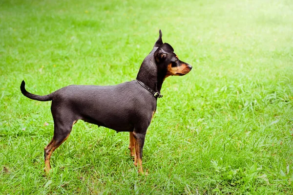 Köpek Doberman Cüce Hayvan Arkadaşı — Stok fotoğraf