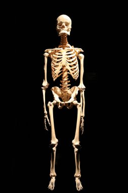 İnsan iskeleti anatomik ölüm soyutlandı 