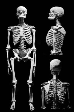 İnsan iskeleti anatomik ölüm soyutlandı 