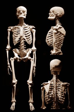 İnsan iskeleti anatomik ölüm soyutlandı 