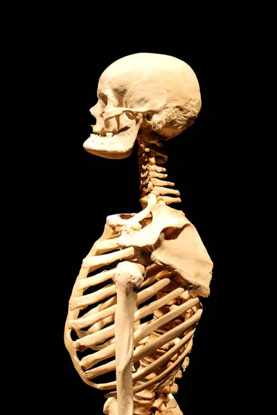 Menselijk Skelet Anatomische Dood Abstract Geã Soleerd — Stockfoto