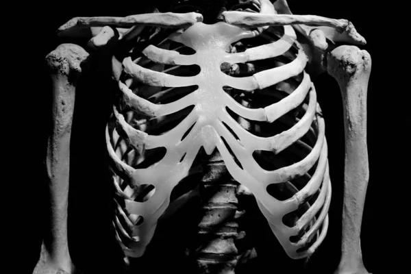 Human Skeleton Anatomical Death Abstract Isloated — Stock Photo, Image