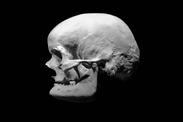 Skalle Mänsklig Anatomi Man — Stockfoto