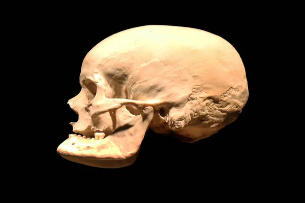 Cranio Uomo Anatomia Umana — Foto Stock