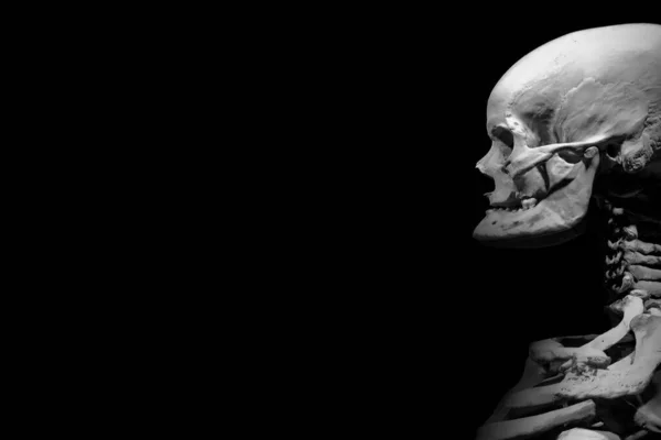 Mänskligt Skelett Anatomisk Död Abstrakt Isloated — Stockfoto