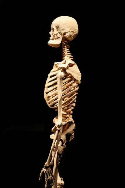 Menselijk Skelet Anatomische Dood Abstract Geã Soleerd — Stockfoto