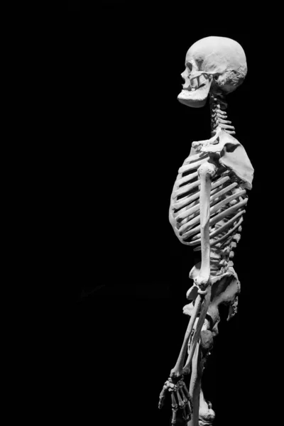 Nsan Iskeleti Anatomik Ölüm Soyutlandı — Stok fotoğraf